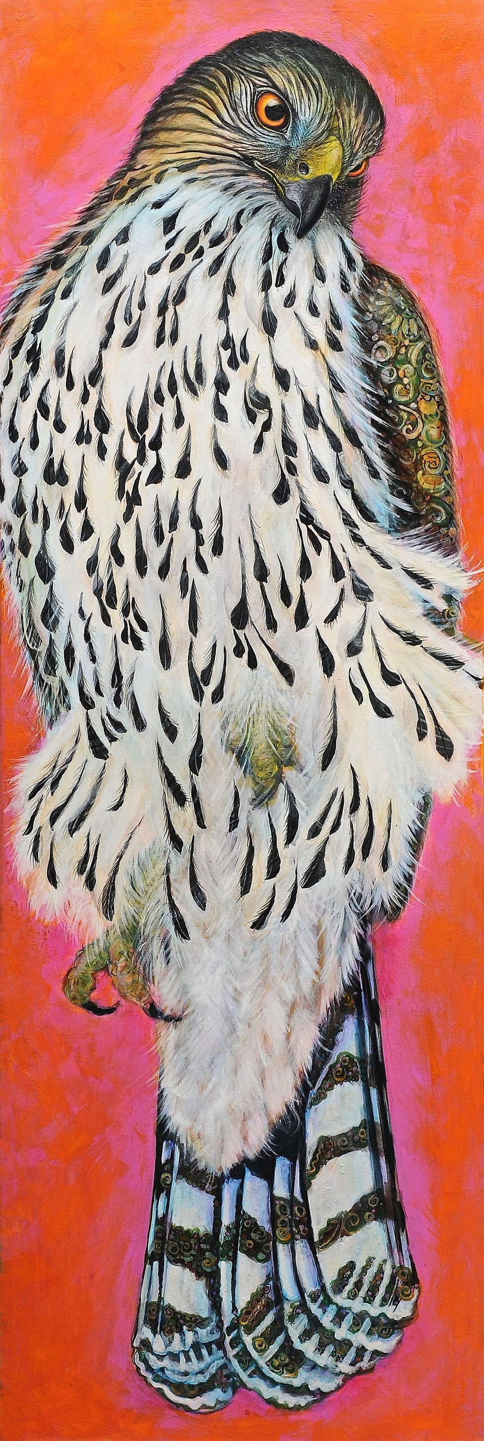 Cooper Hawk