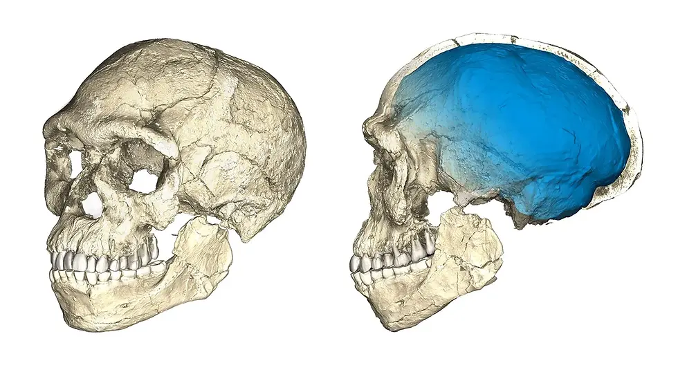 A composite computer reconstruction of fossils from Jebel Irhoud shows a modern, flattened face paired with an archaic, elongated braincase© PHILIPP GUNZ, MPI EVA LEIPZIG