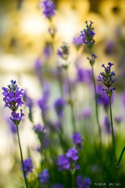 1001181_499728080104391_1468998434_n