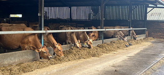 Nether lethame farm cows inside