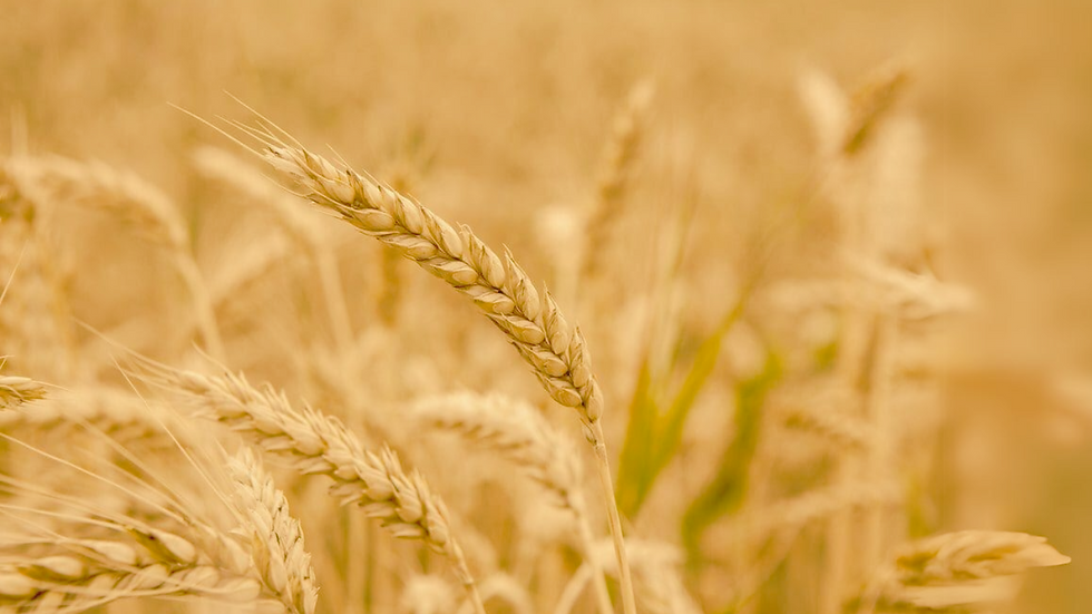 Your paragraph text (1).png