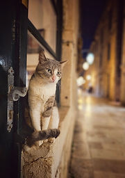 Dubrovnik 1.jpg