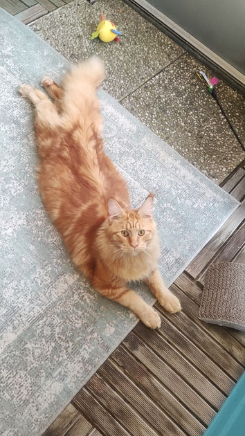 Hotel poes Apeldoorn