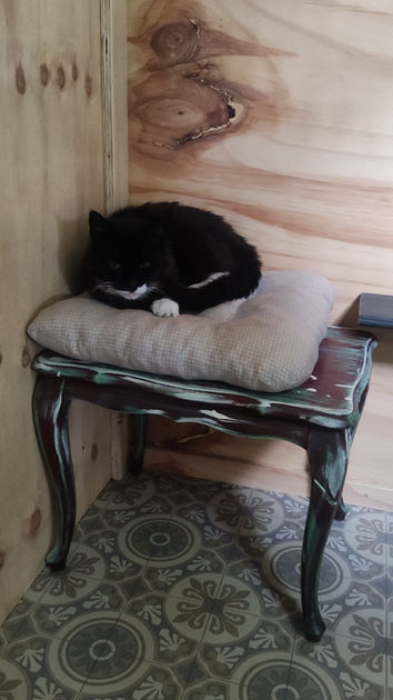 kattenpension Apeldoorn