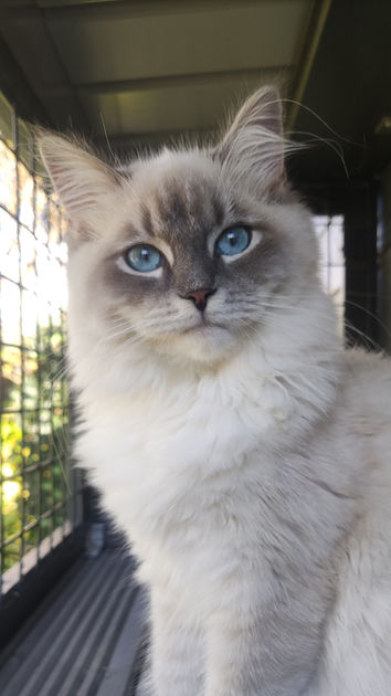 Kattenhotel All4cats