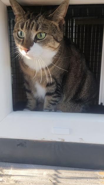kattenhotel Apeldoorn