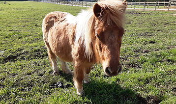 poney, équithérapie, médiation équine Loire-Atlantique 44
