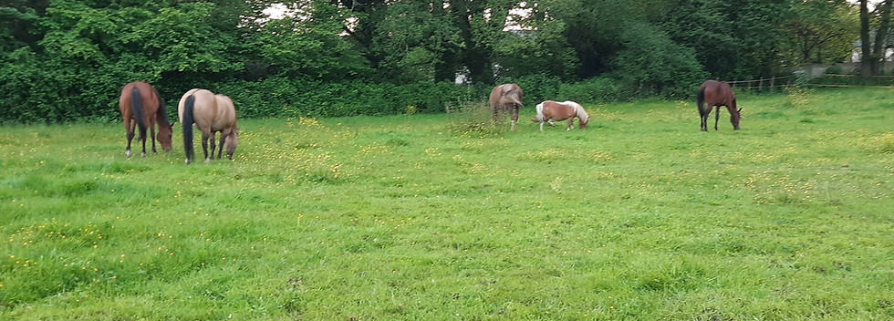 troupeau de chevaux dans un pré, équithérapie, médiation équine 44