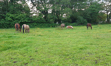 chevaux dans pré, équithérapie, médiation équine Loire-Atlantique 44