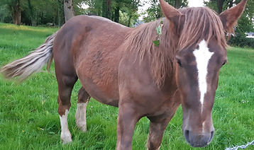 cheval, poulain, équithérapie, médiation équine Loire-Atlantique 44