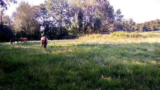 chevaux, pré, prairie, équithérapie, médiation équine Loire-Atlantique 44