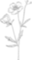 flower_fqa_edited.png