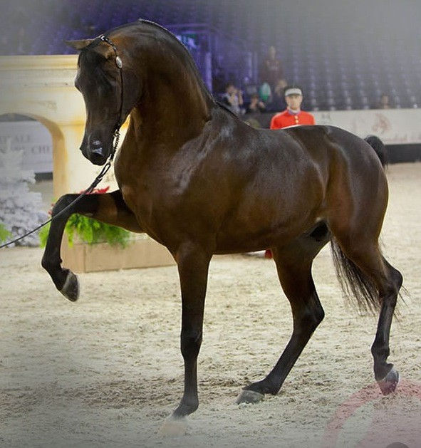 KAHIL AL SHAQAB