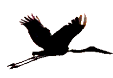 Das Logo der Musikgruppe Jabaroo