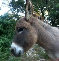 donkey02.jpeg