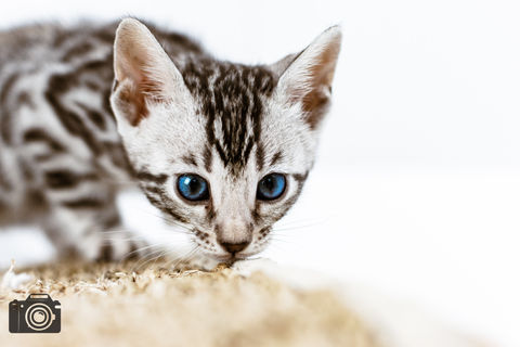 Purple (7 of 15).jpg