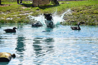 IMG_9063.JPG