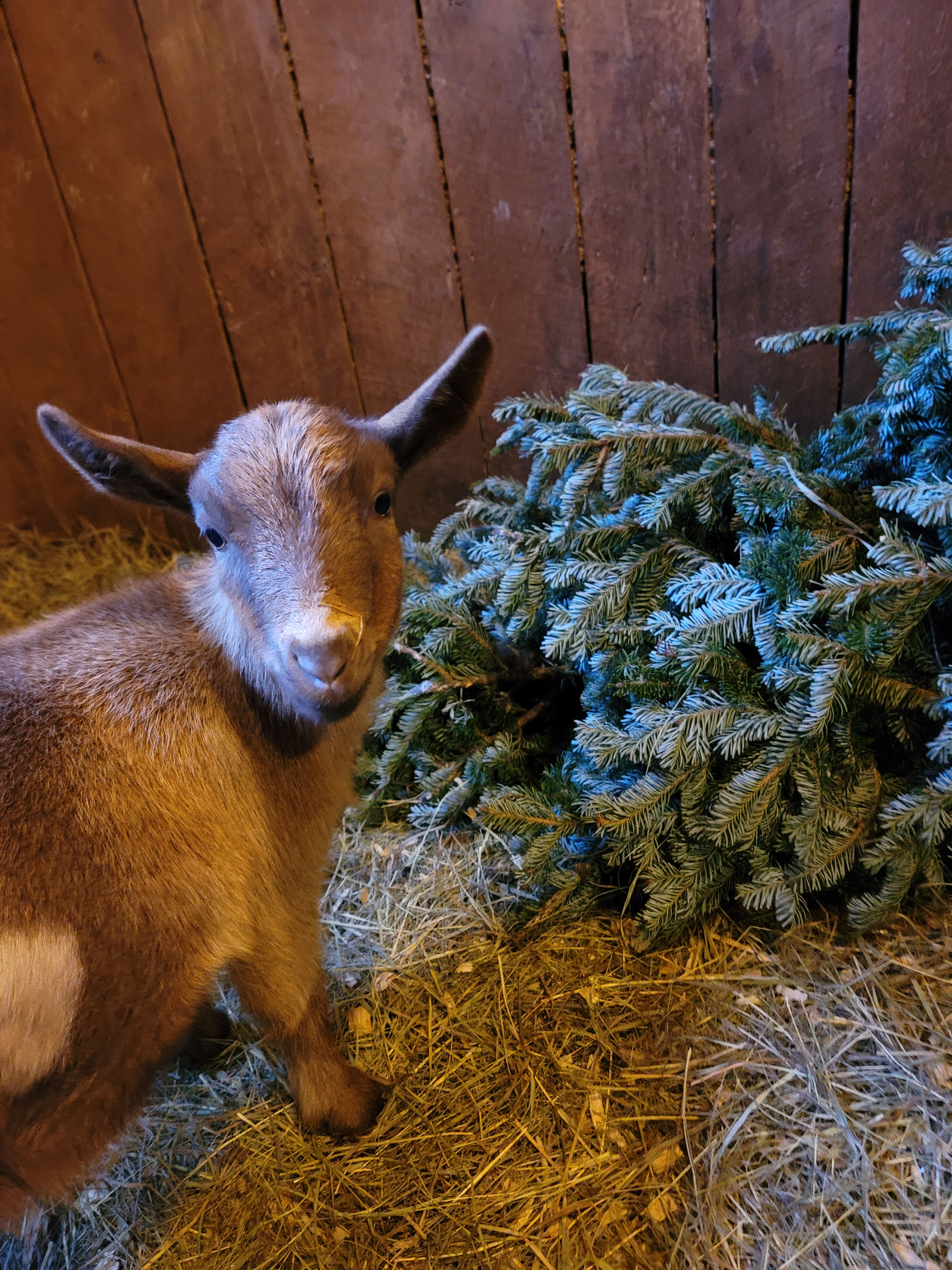 goats on table