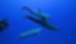 Diving with dolphins