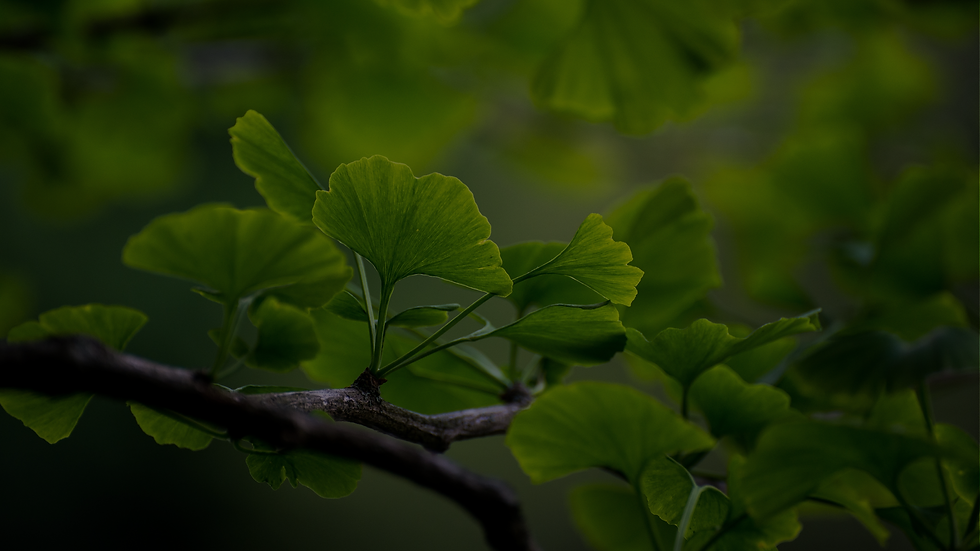 branche.png