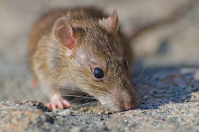 closeup-selective-focus-shot-of-a-brown-rat-on-the-concrete-ground.jpg
