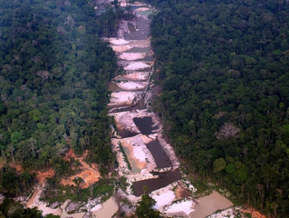 A Amazônia está em “alerta vermelho”, revela estudo
