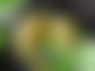 PRODUÇÃO DE CACAU DEVE DOBRAR E VOLTAR AO PATAMAR DO FINAL DA DÉCADA DE 1980