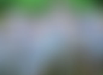 Rebanho bovino pode chegar a 14 milhões em Rondônia