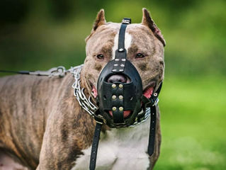 Agora é lei! Cães de raças consideradas agressivas têm que usar focinheira, enforcador e guia, em Ou