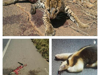 PRF faz importante alerta aos usuários das rodovias quanto aos riscos das queimadas e a presença de