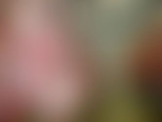 Reabertura da importação de carne por Hong Kong traz otimismo à cadeia produtiva de Rondônia