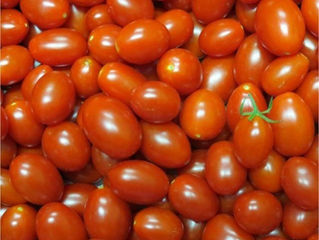 NOVO TOMATE DESENVOLVIDO NA EMBRAPA PODE CONTER TRÊS VEZES MAIS LICOPENO