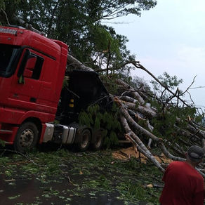 Árvore cai sobre carreta e carro após forte chuva na BR-364