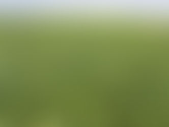 EMBRAPA INICIA OFERTA PÚBLICA DE CULTIVARES DE SOJA