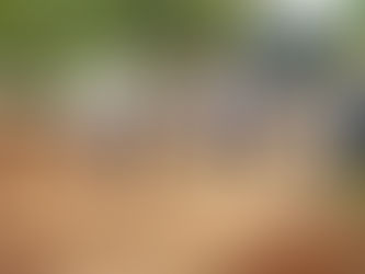 Asfaltamento da BR-319 será tratado com Temer