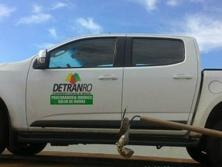 Jiboia é capturada no motor de uma caminhonete do Detran em RO