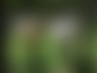 BRASIL ANTECIPA META DE REDUZIR EMISSÃO DE CO2 COM A AGROPECUÁRIA SUSTENTÁVEL