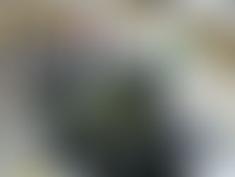 Projeto vai reduzir intervalo entre partos em rebanho leiteiro em Primavera de Rondônia