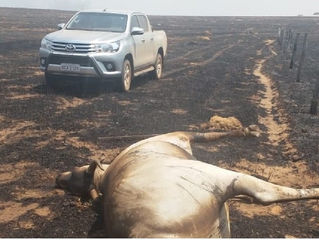 Queimada que atingiu área de preservação deixou rastro de destruição e morte