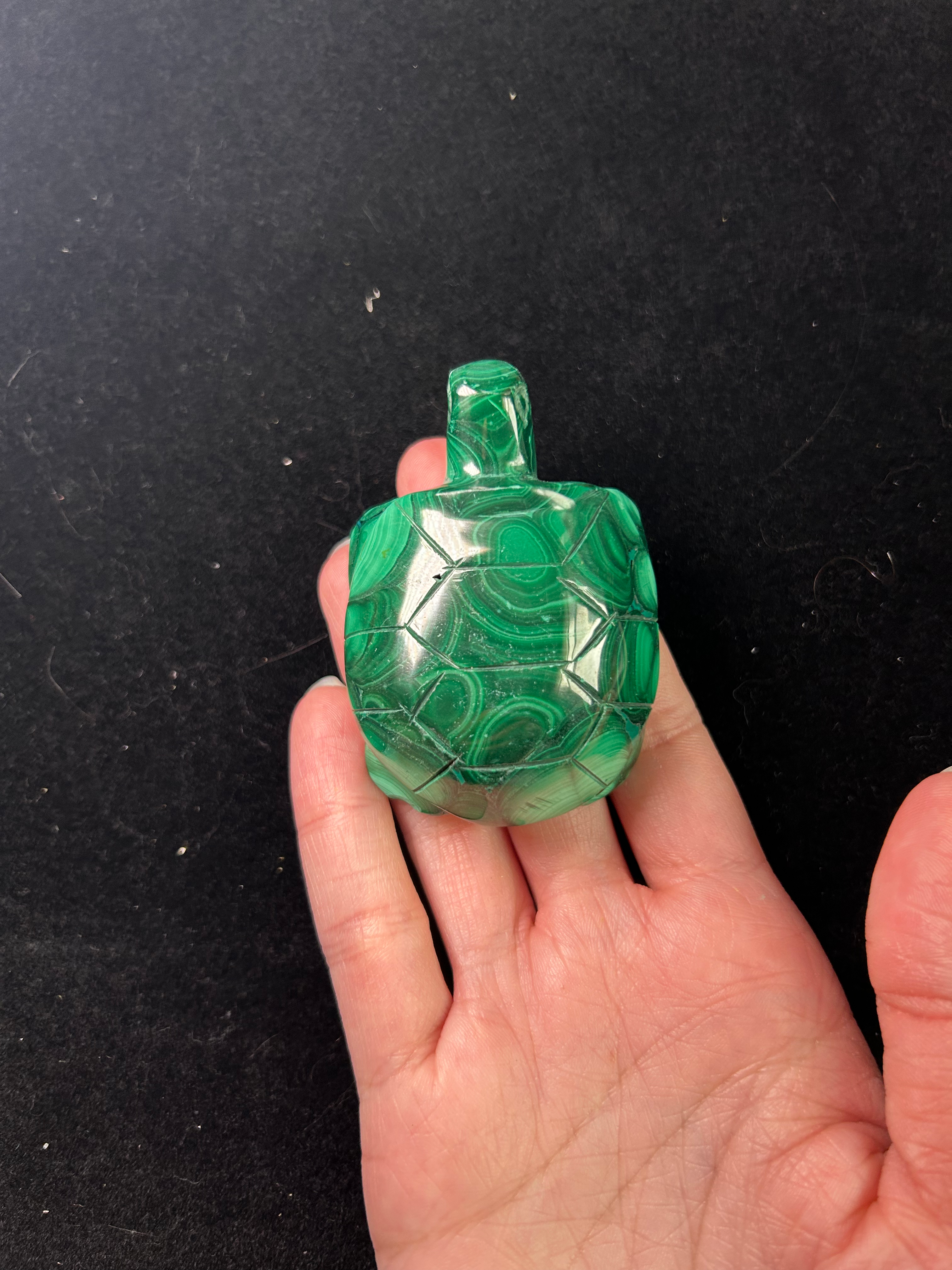 Malachite Turtle