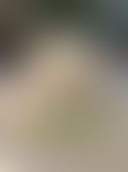 Life Lessons Learned from My 15-year old Golden Retriever