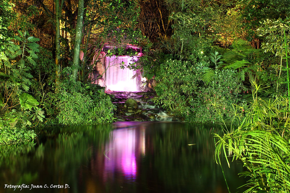 Jardin Botanico At Night