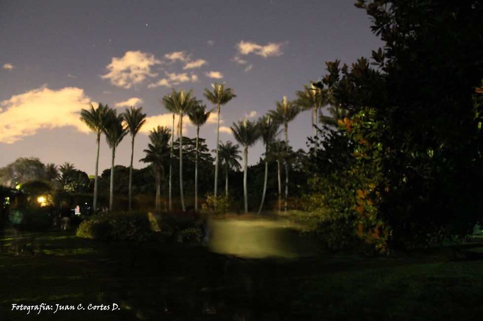 Jardin Botanico At Night