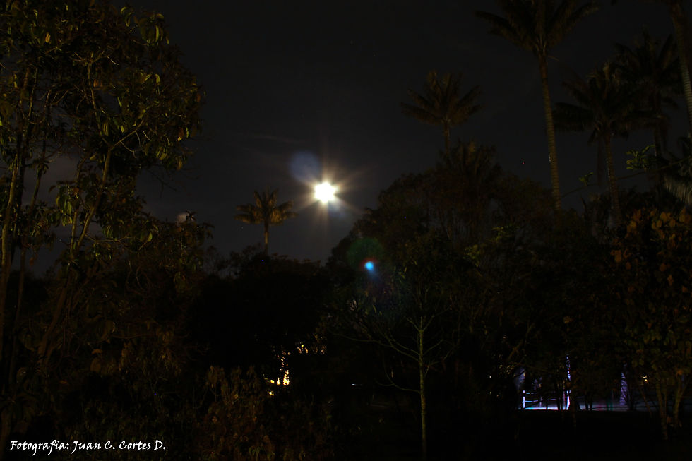 Jardin Botanico At Night