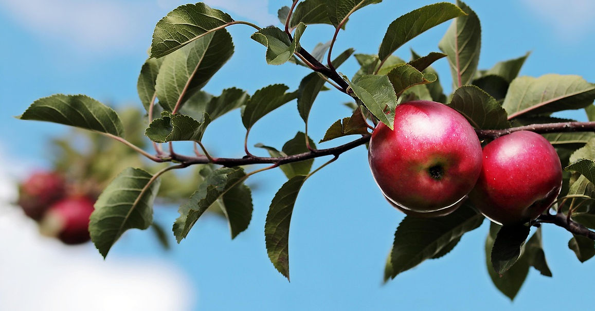 apples-2788651_1280.jpg