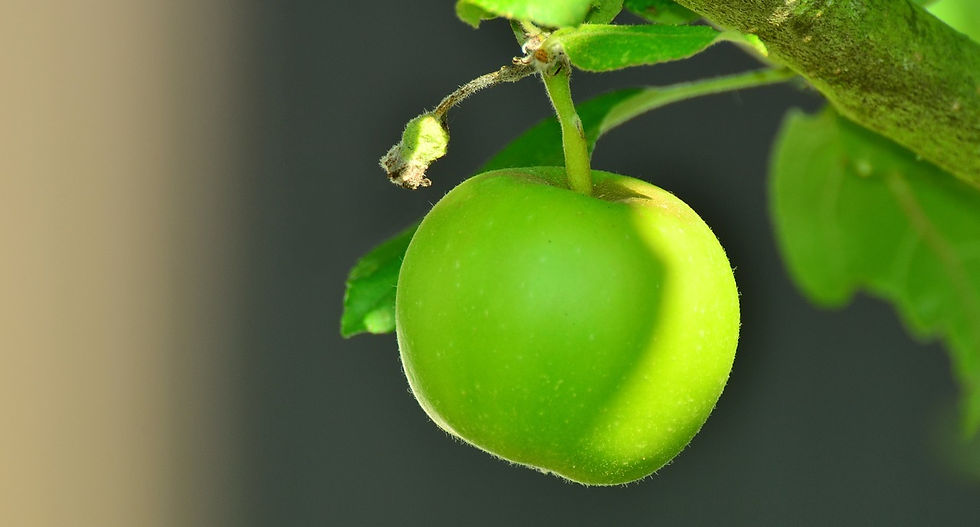 apple-1532055_1280_edited.jpg