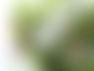 素敵な夏の花がいっぱい!