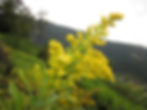 Solidago canadensis