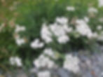 Achillea millefolium