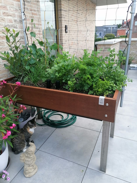 terras met serre, klimgroen en moestuinbakken